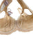 Panache Clara Full Cup Bra