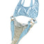 Normaillot Blue Rainbow Ageless Swimsuit